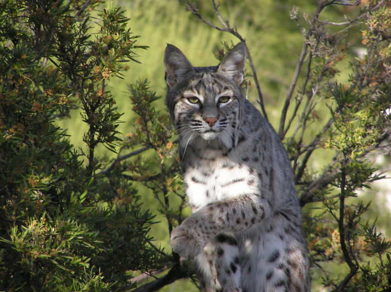 Bobcat